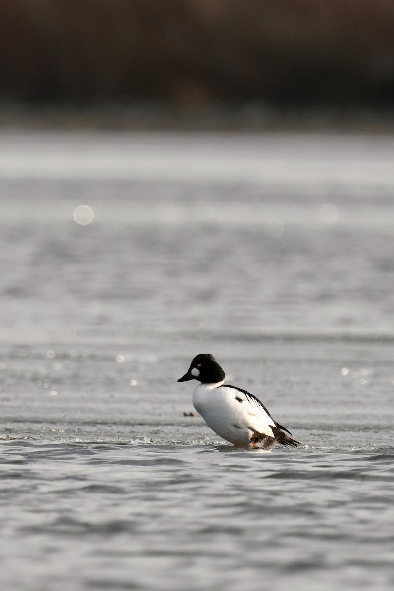 Garrot à oeil d'or - ML647539197