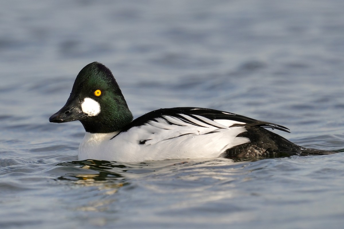 Garrot à oeil d'or - ML647539198