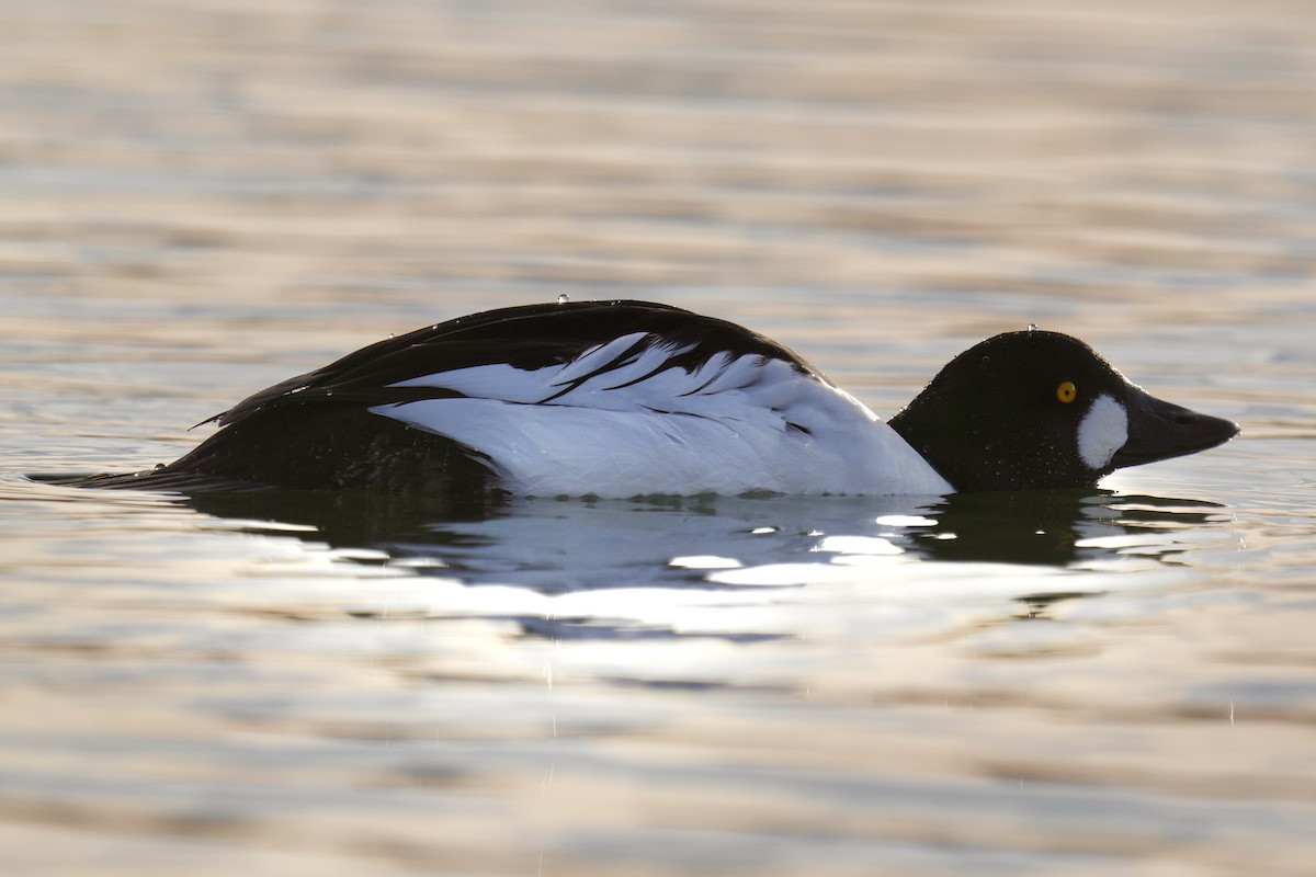Garrot à oeil d'or - ML647539199
