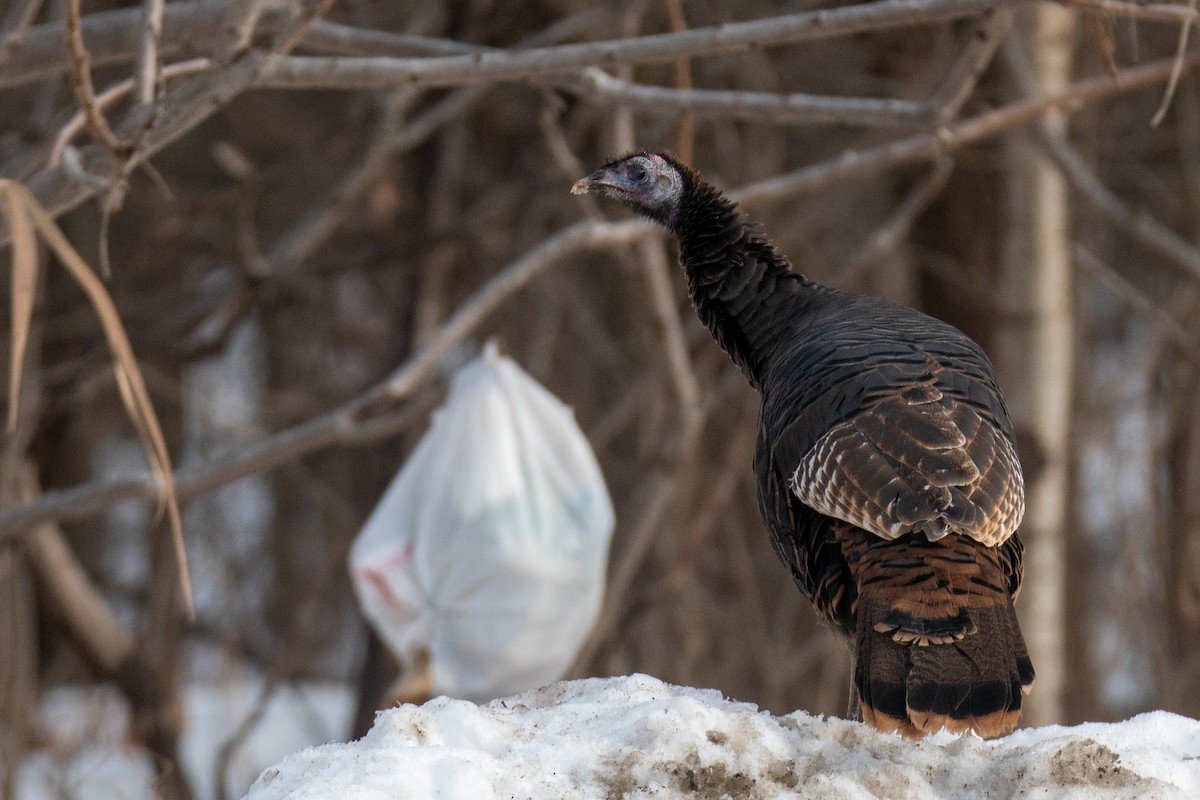 Wild Turkey - ML647539201