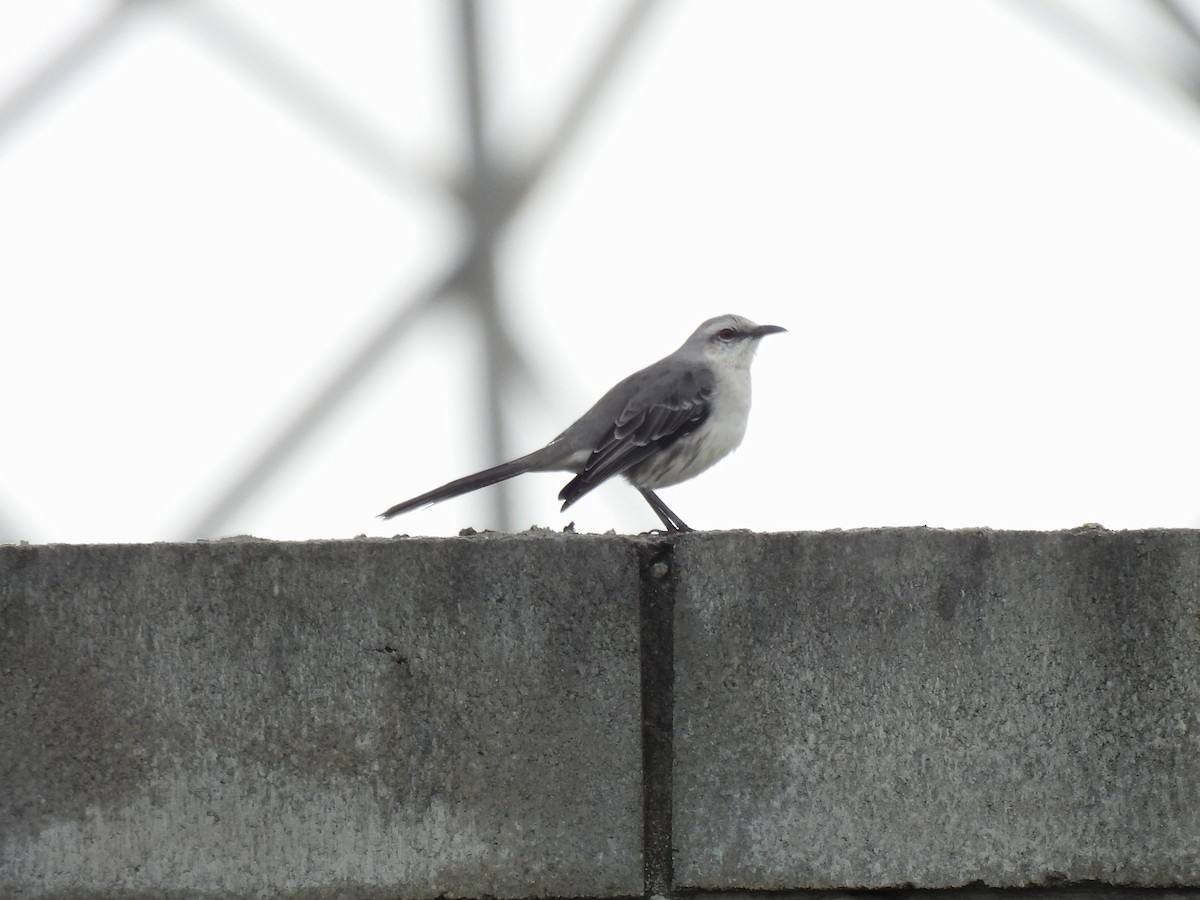 Tropikal Taklitçi - ML647539203