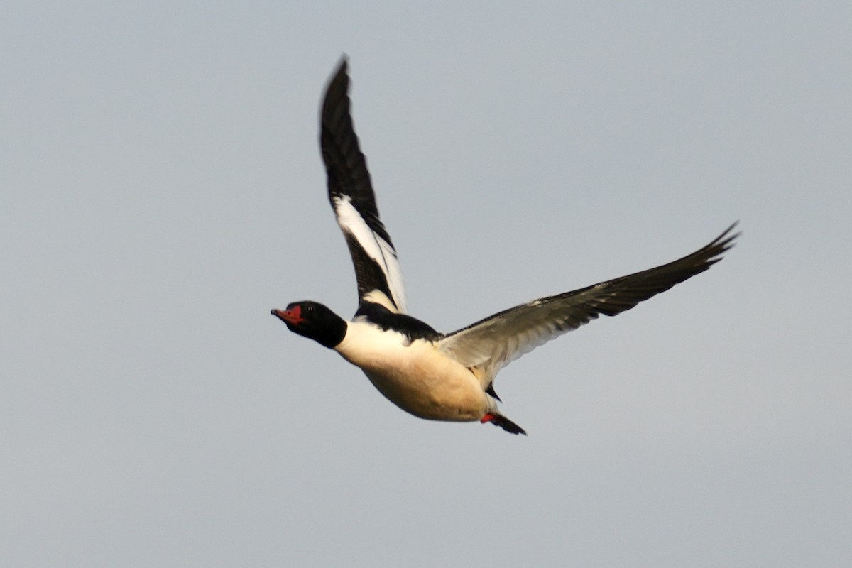 Grand Harle - ML647539211