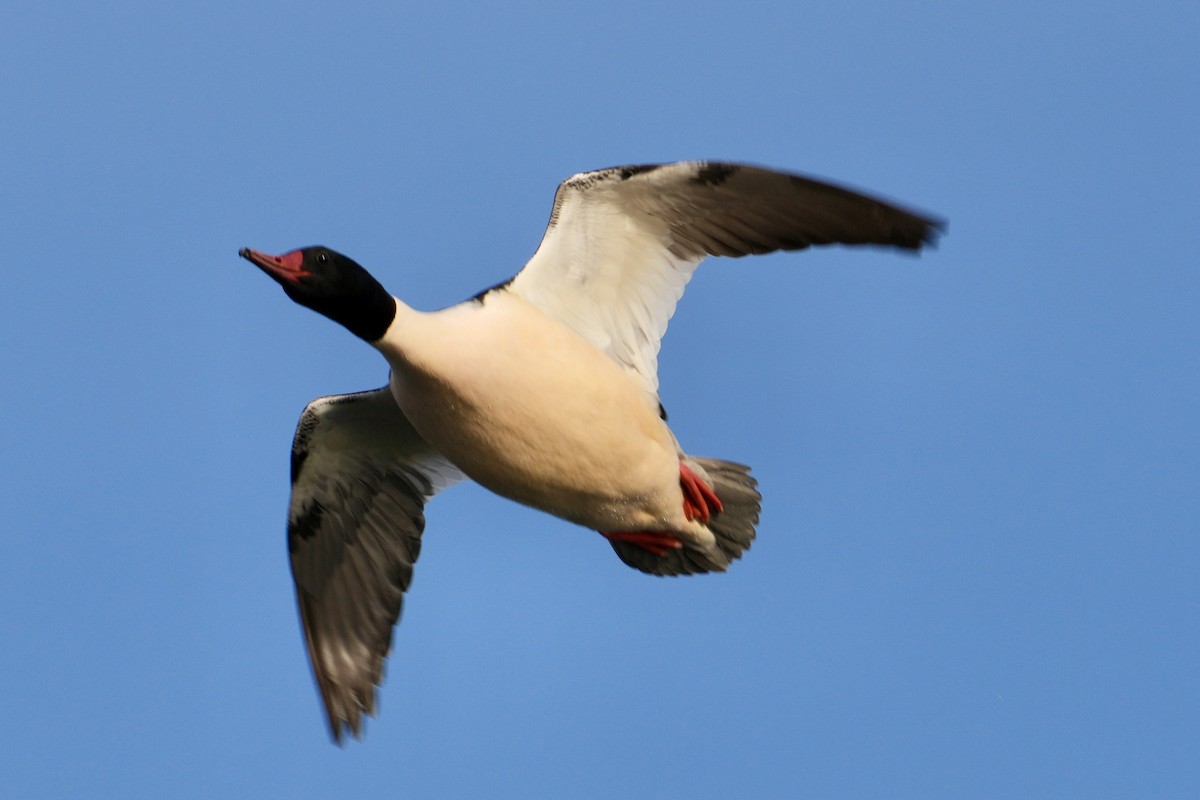 Grand Harle - ML647539212