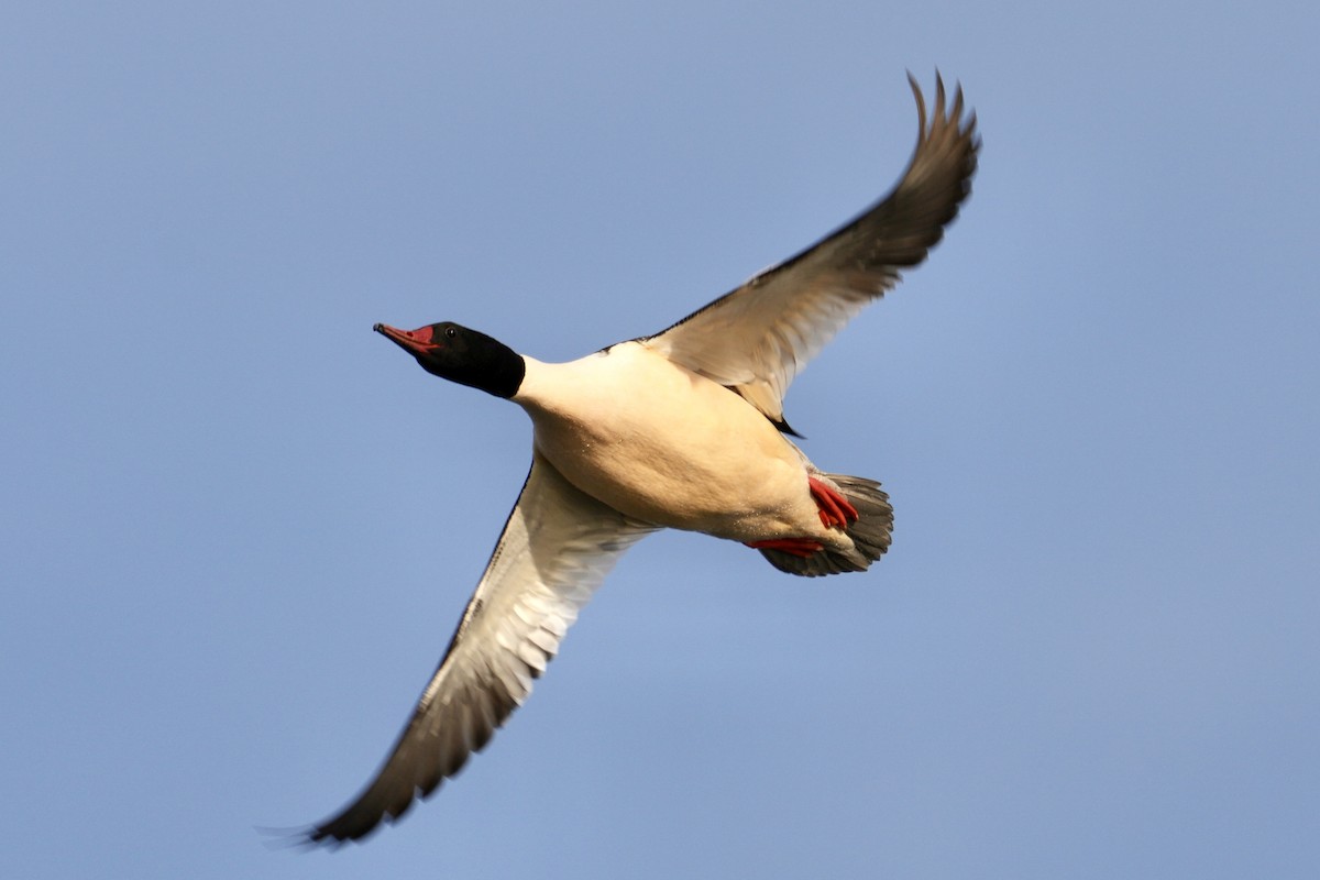 Grand Harle - ML647539213