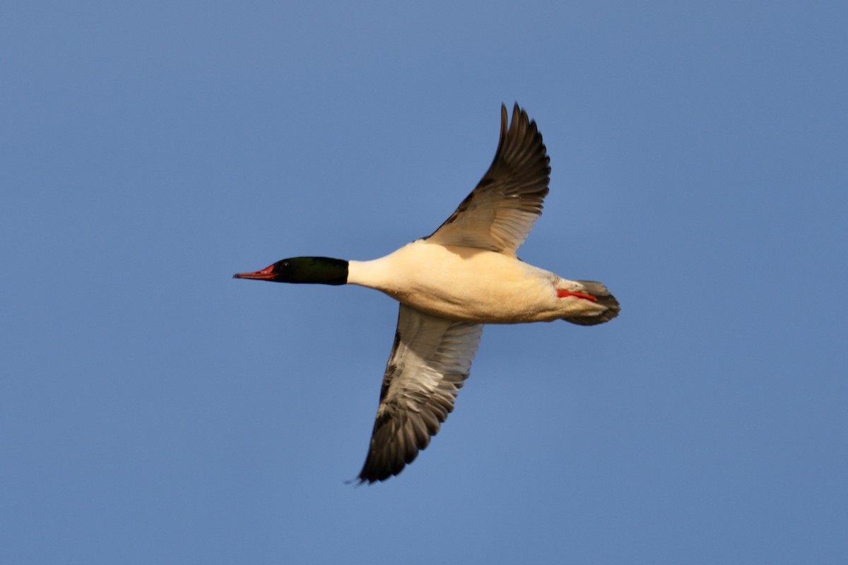 Grand Harle - ML647539214