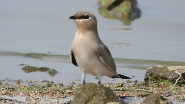 שדמית קטנה - ML647539215