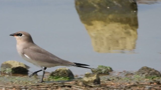 שדמית קטנה - ML647539216