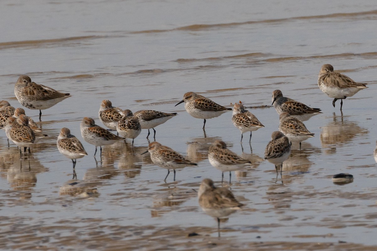 Perdeli Kumkuşu - ML647539220