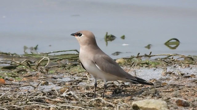 שדמית קטנה - ML647539221