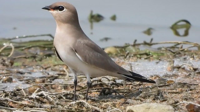 שדמית קטנה - ML647539222
