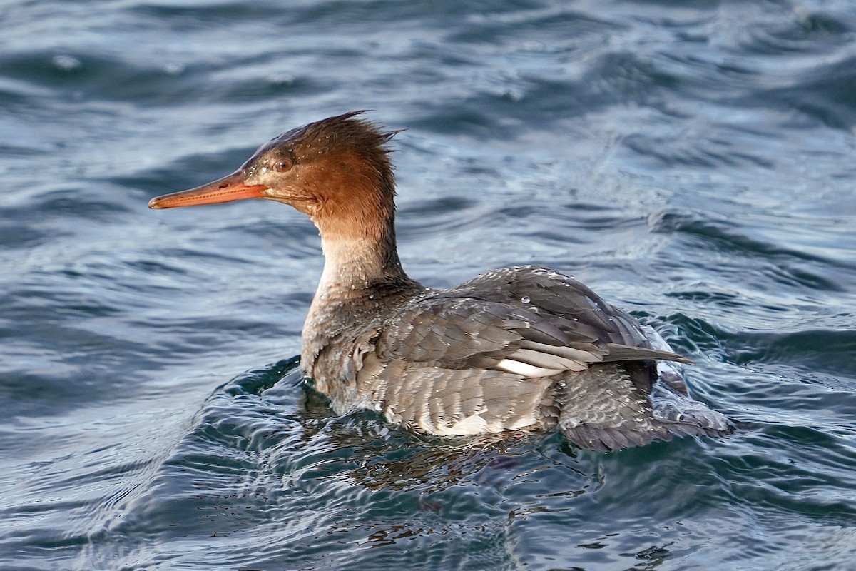 Harle huppé - ML647539225