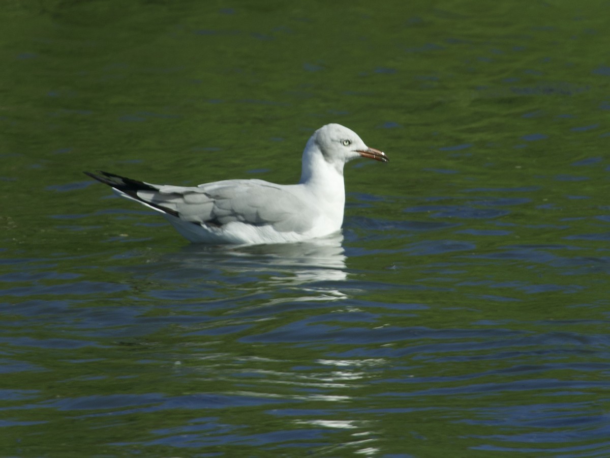 Gray-hooded Gull - ML647539229