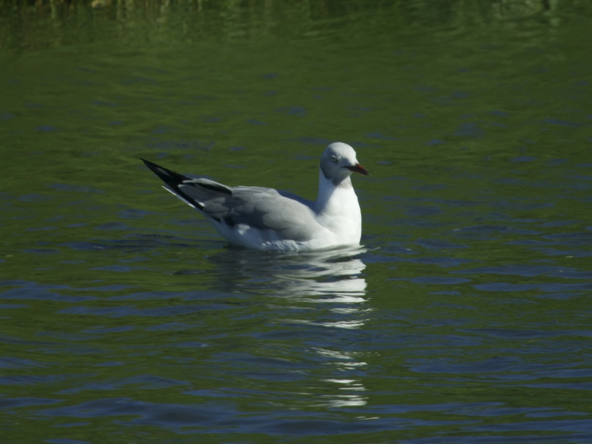 Gray-hooded Gull - ML647539230