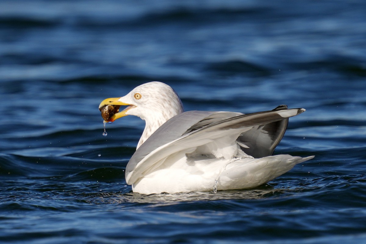 Goéland hudsonien - ML647539232