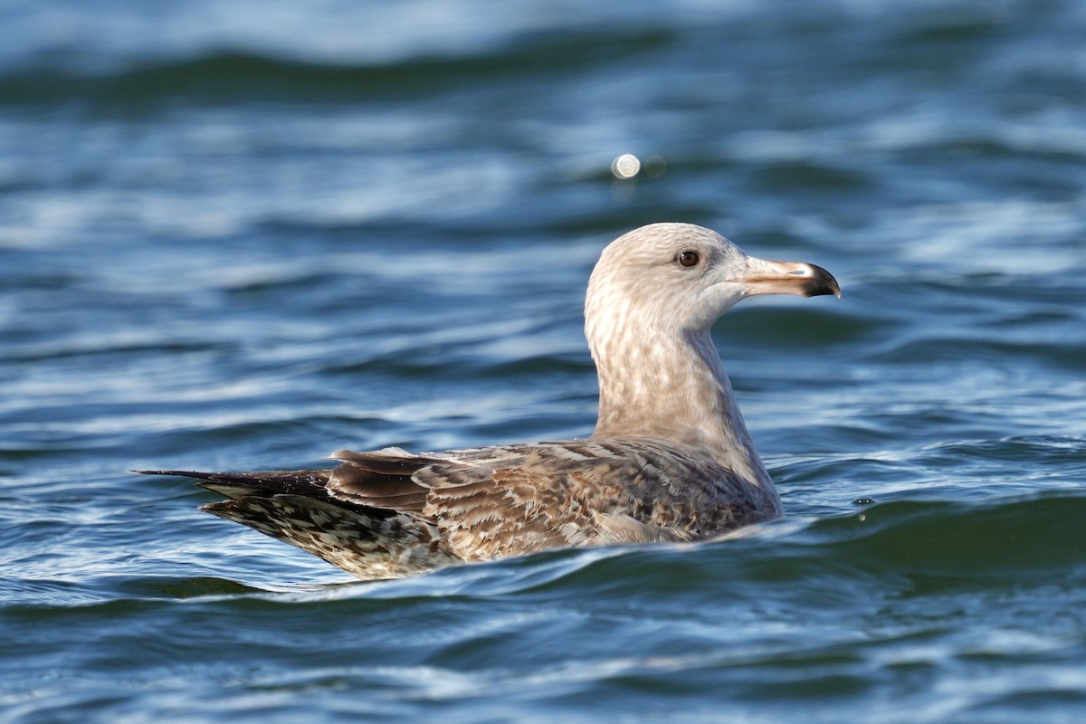 Goéland hudsonien - ML647539233