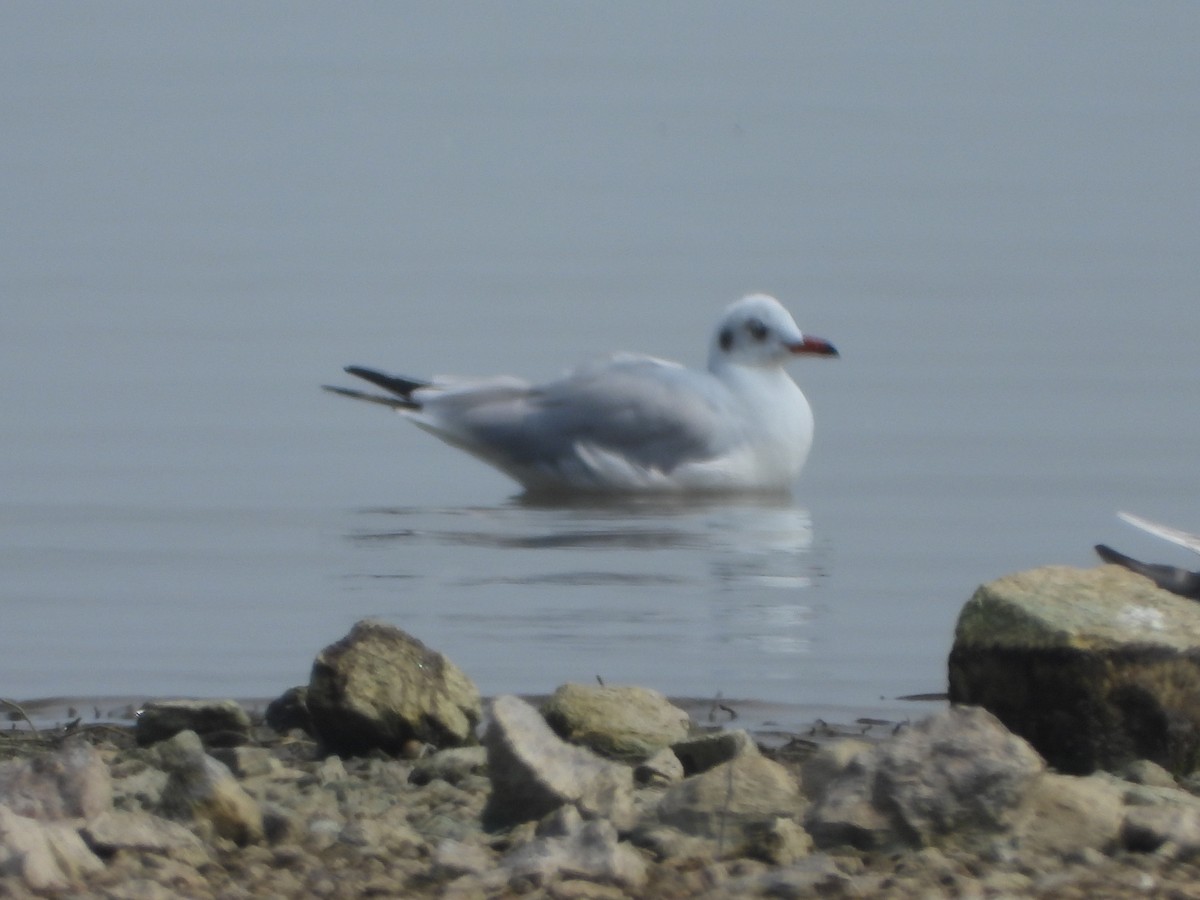 Gaviota Centroasiática - ML647539239