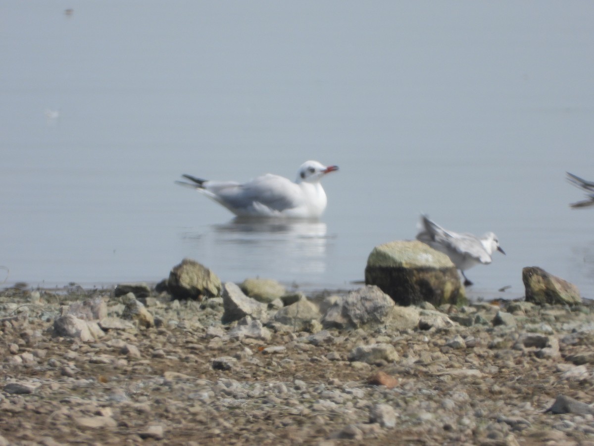 Gaviota Centroasiática - ML647539240