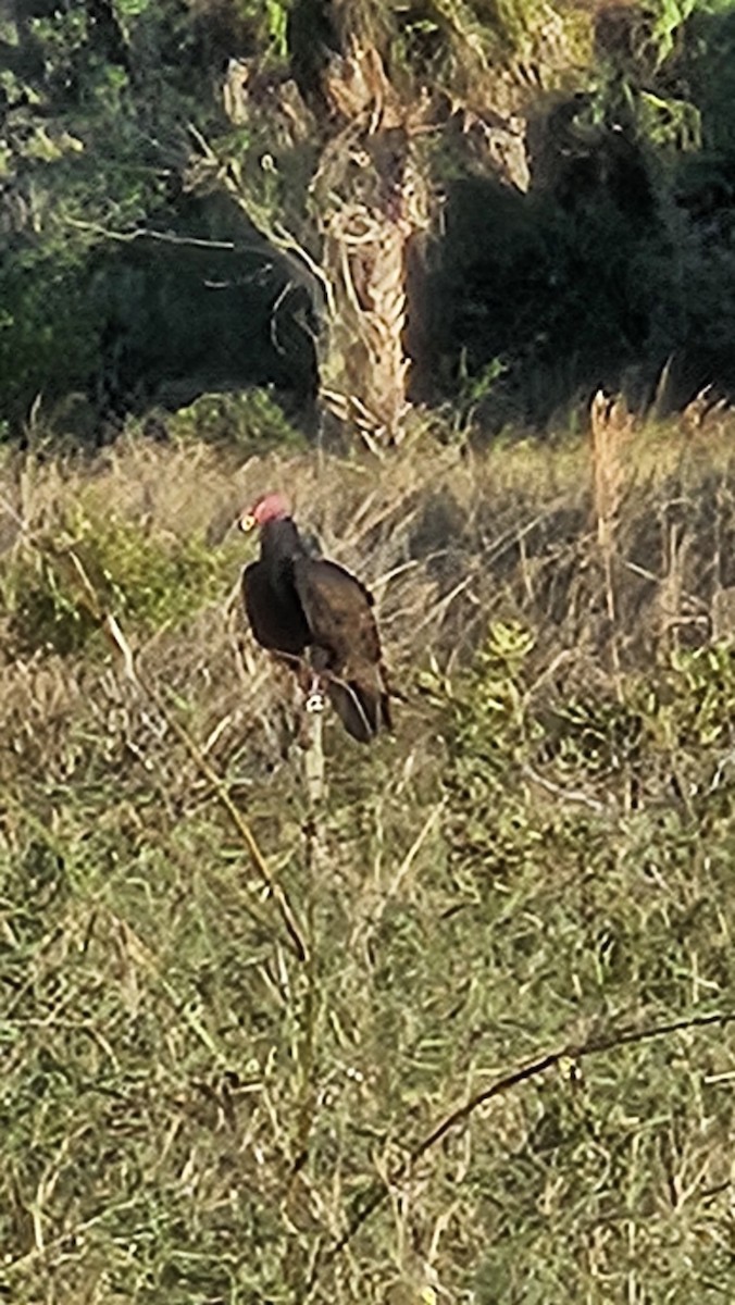 Turkey Vulture - ML647539244