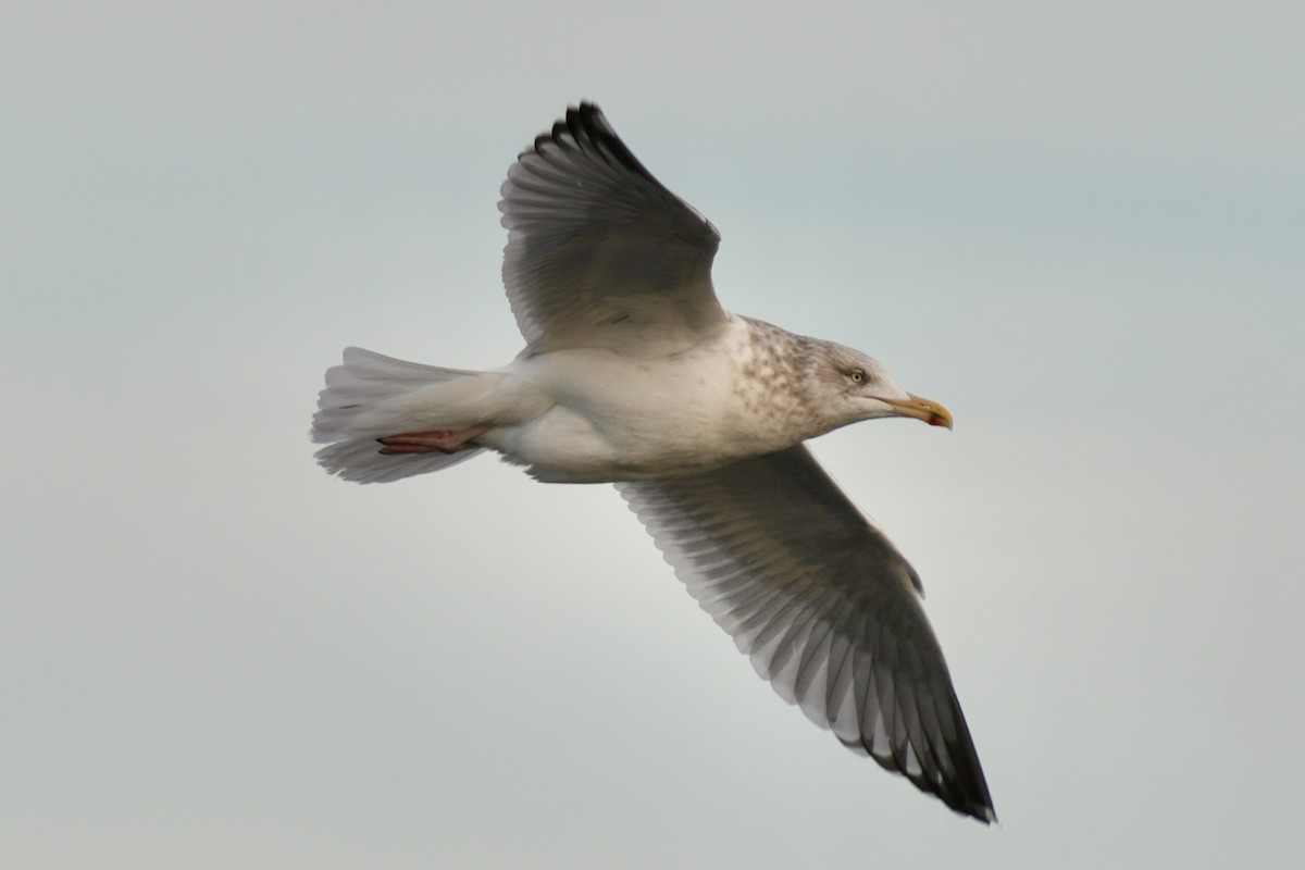 Goéland hudsonien - ML647539246