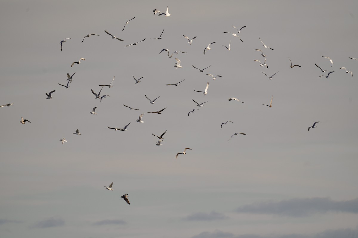 Goéland hudsonien - ML647539247