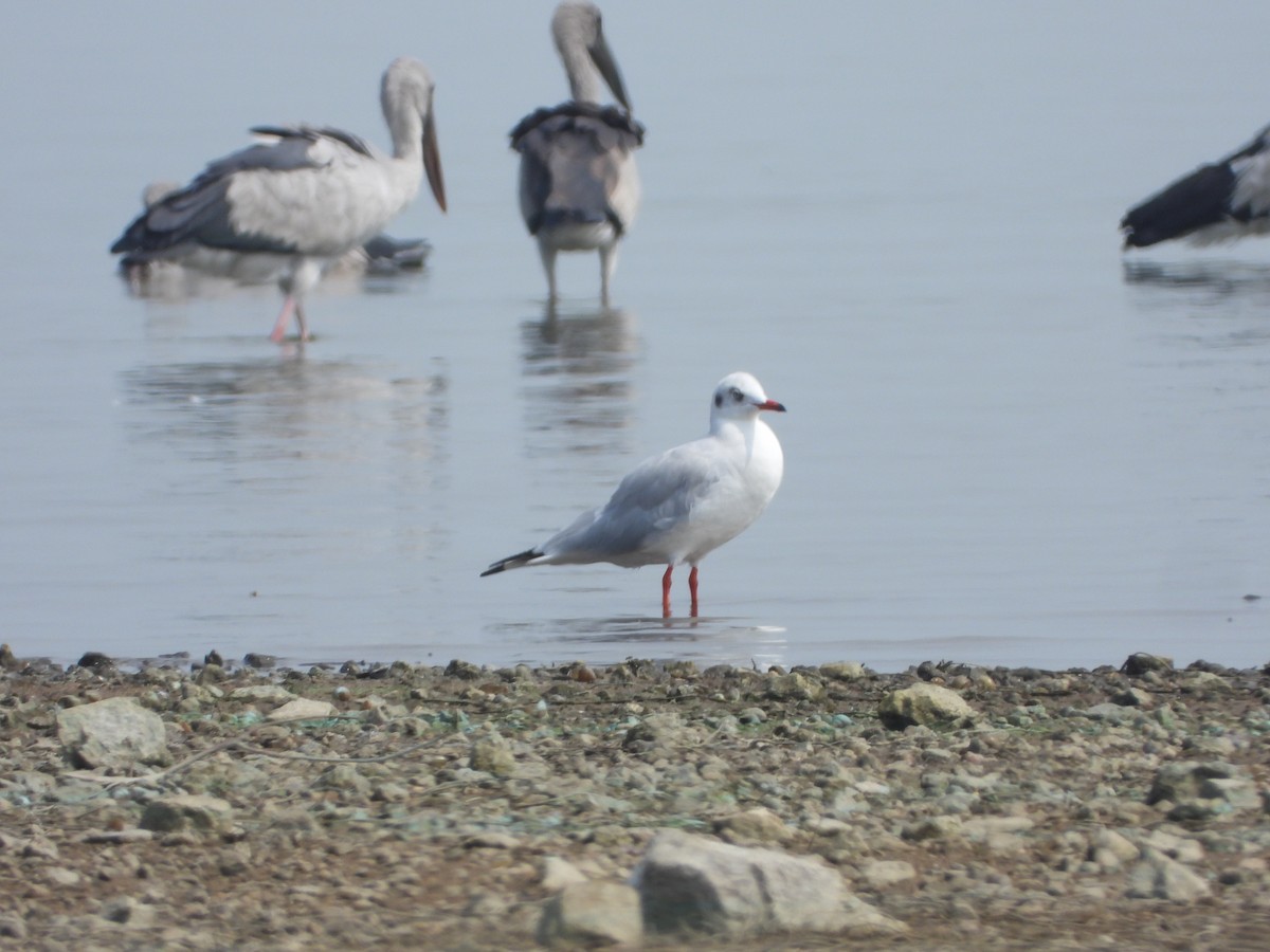 Gaviota Centroasiática - ML647539255