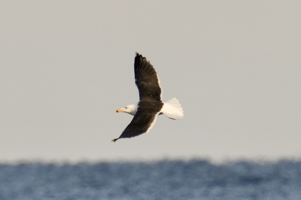 Goéland marin - ML647539257