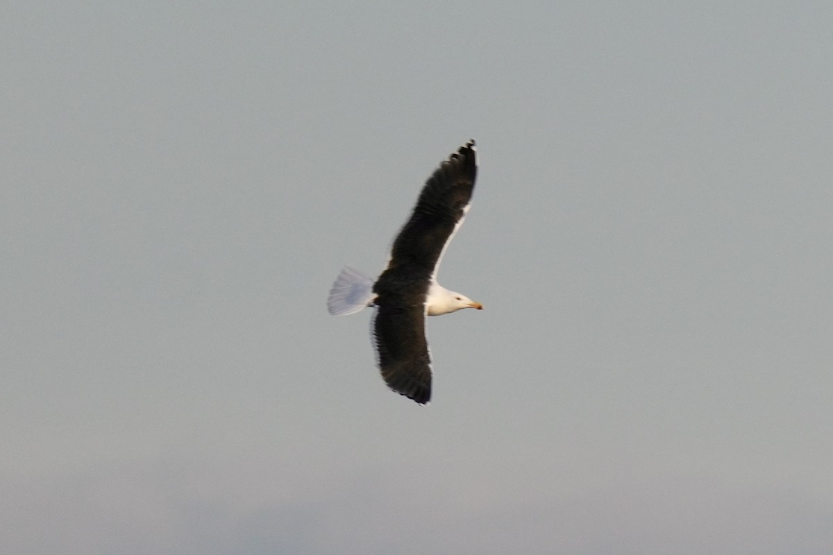 Goéland marin - ML647539259