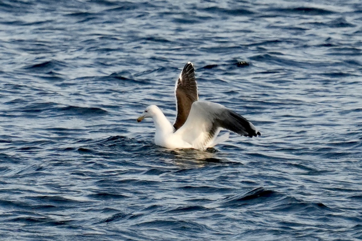 Goéland marin - ML647539260