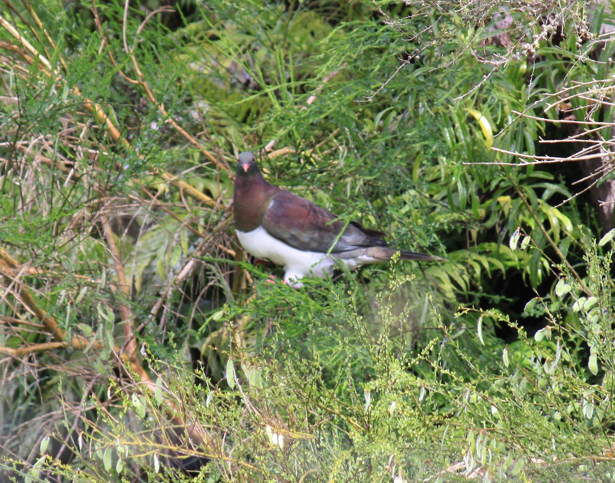 New Zealand Pigeon - ML647539261