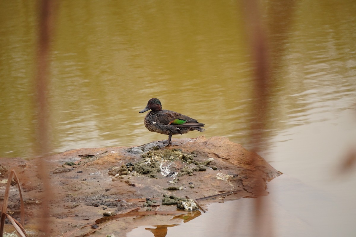 Чирянка мала - ML647539263