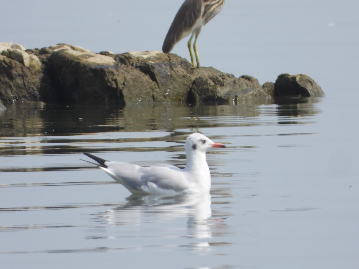 Gaviota Centroasiática - ML647539265
