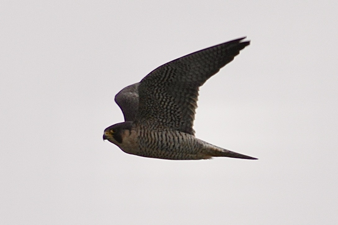 Faucon pèlerin - ML647539266