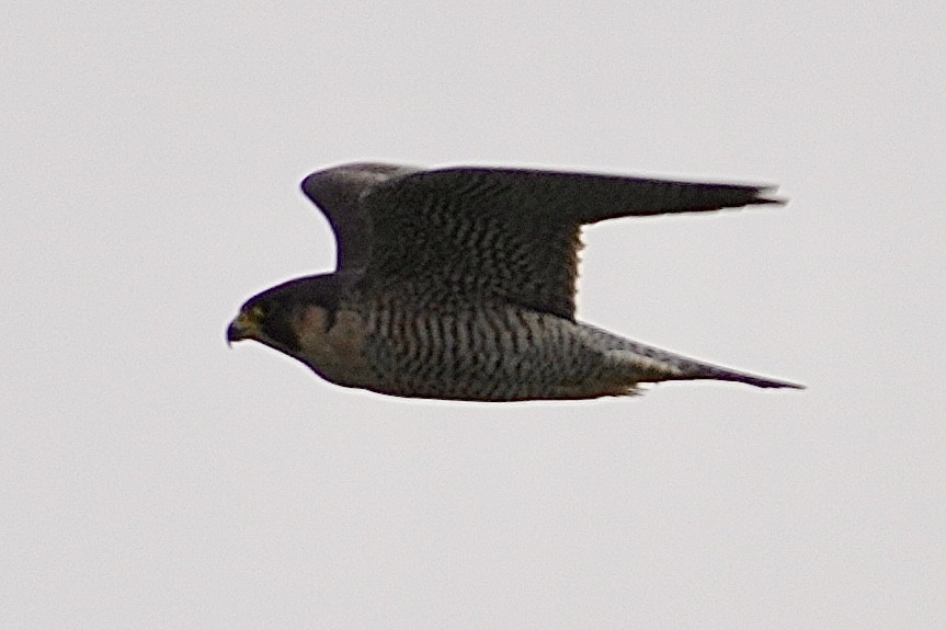 Faucon pèlerin - ML647539267