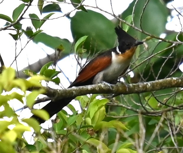 Chestnut-winged Cuckoo - ML647539268