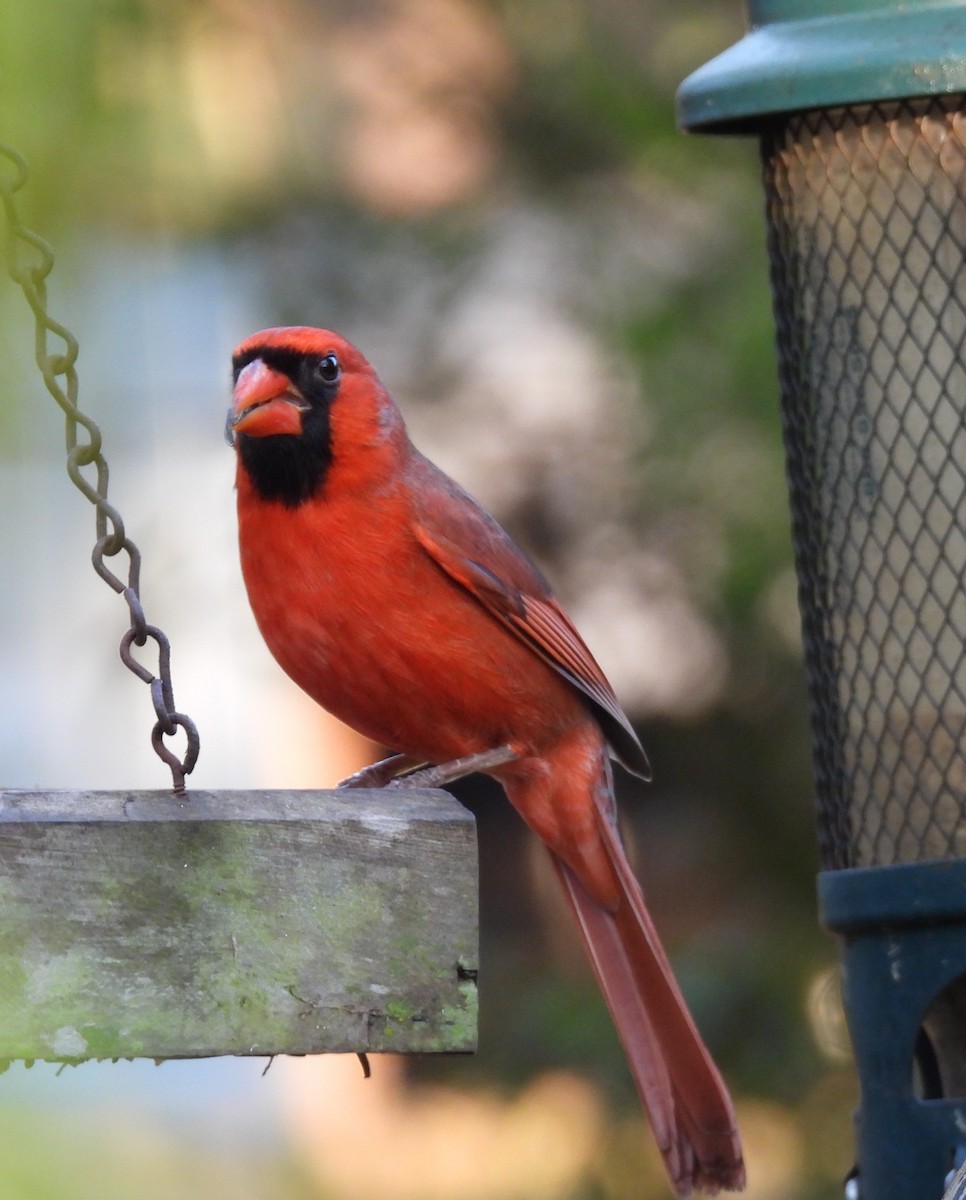 Cardinal rouge - ML647539273