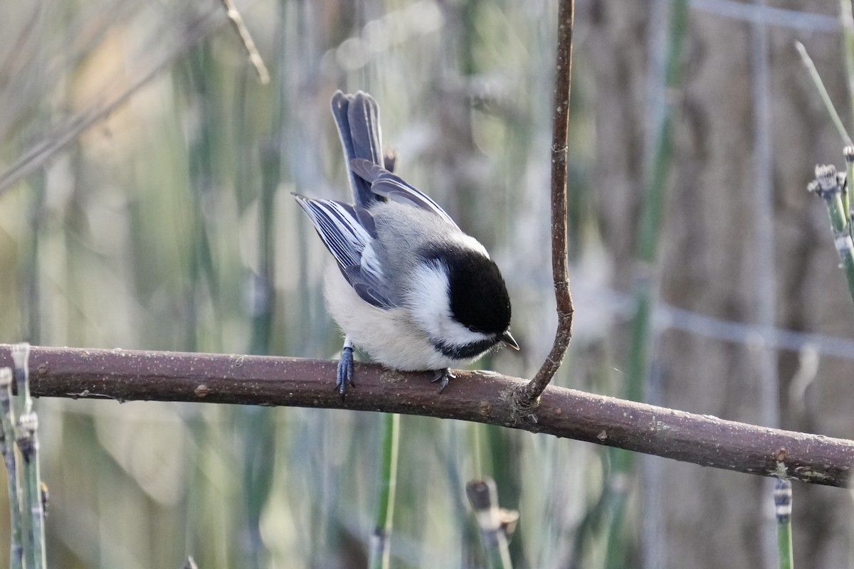 Mésange à tête noire - ML647539275