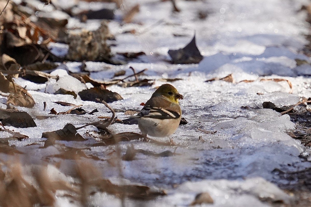 Chardonneret jaune - ML647539282