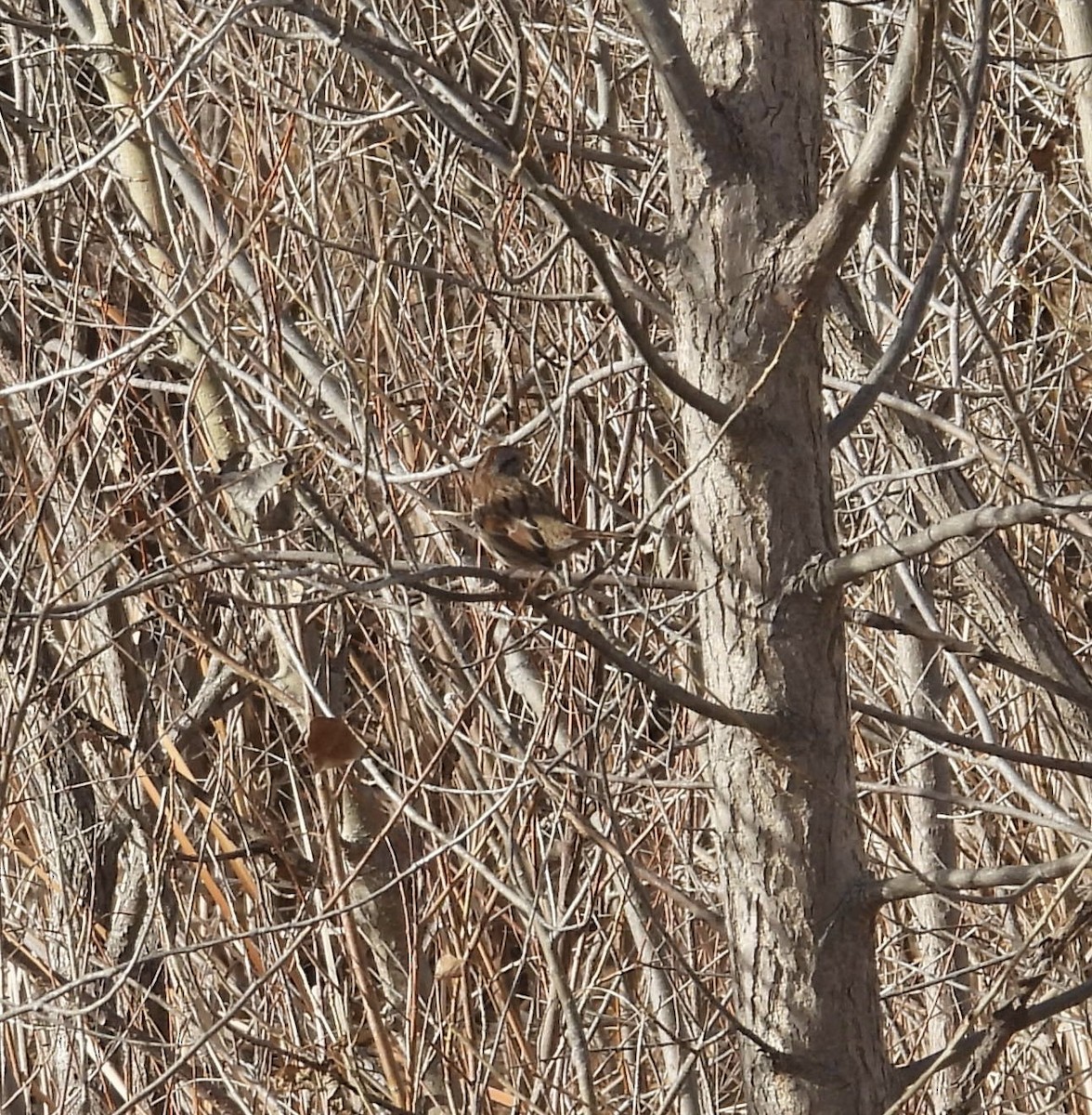 Болотная зонотрихия - ML647539290