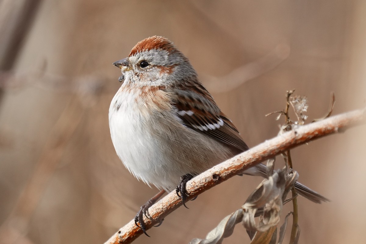 Bruant hudsonien - ML647539293