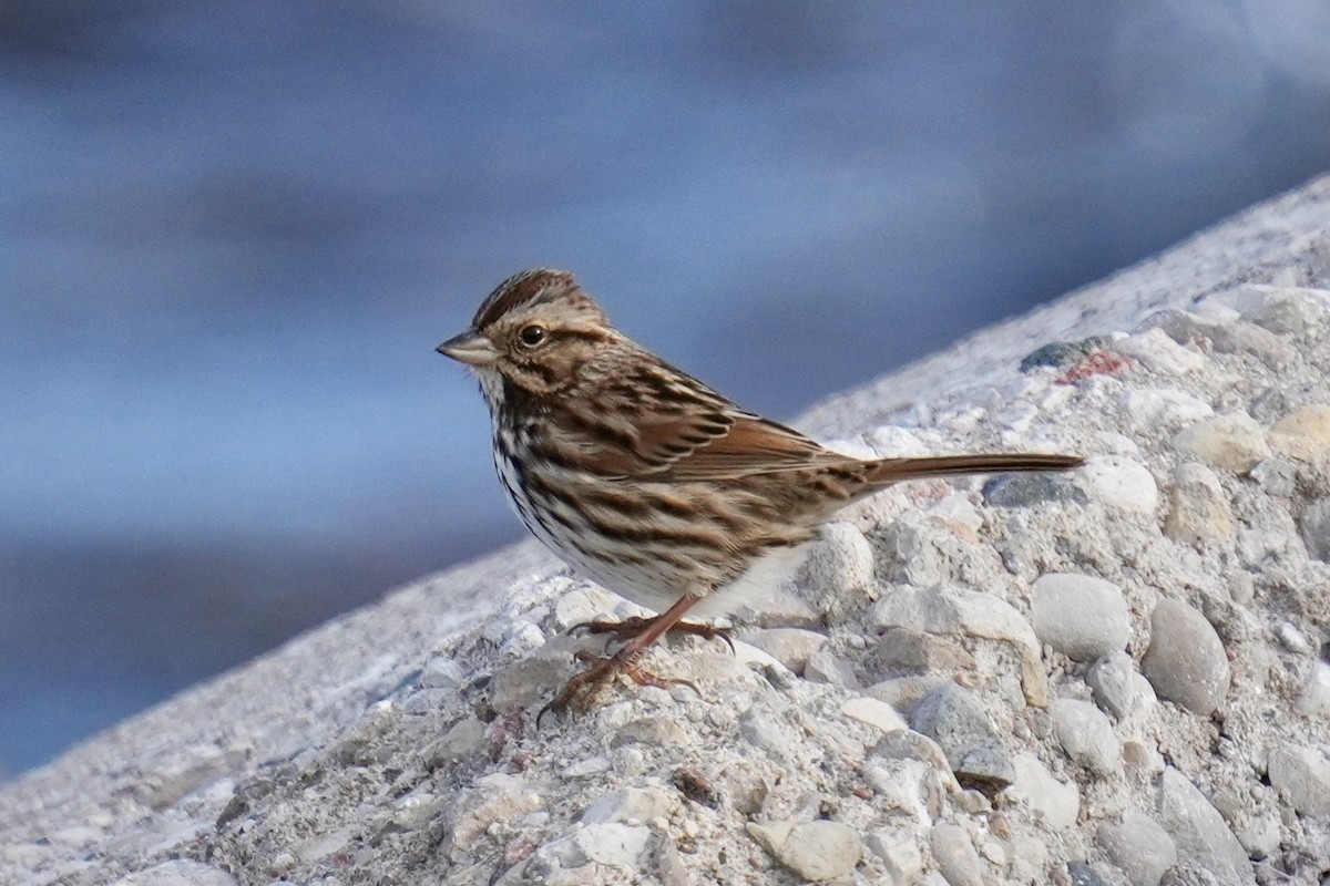 Bruant chanteur - ML647539306