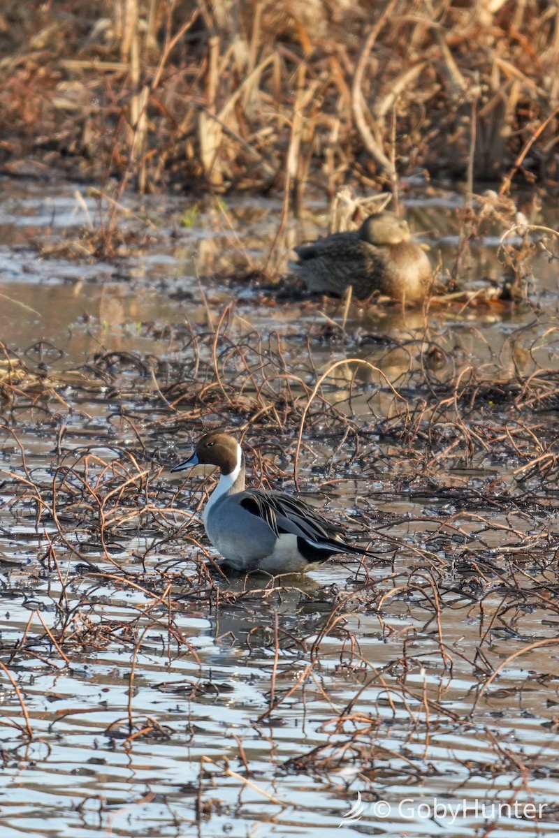 Шилохвіст північний - ML647539314