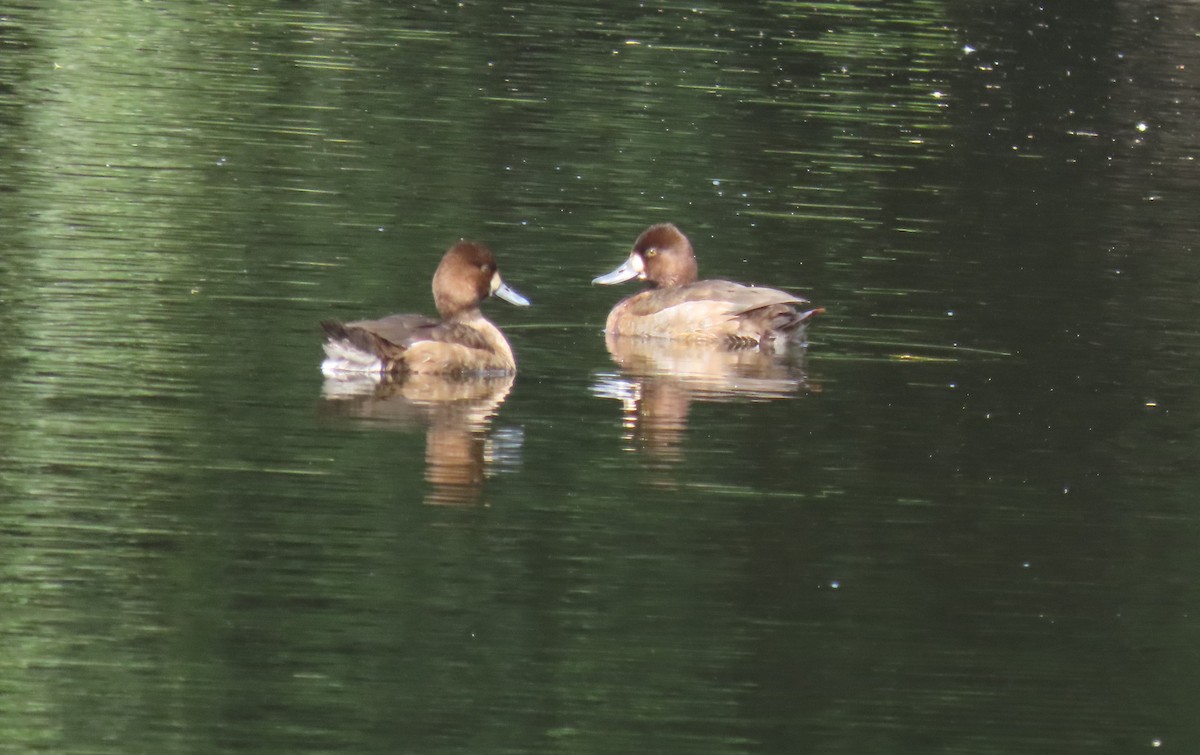 Lesser Scaup - ML647539315