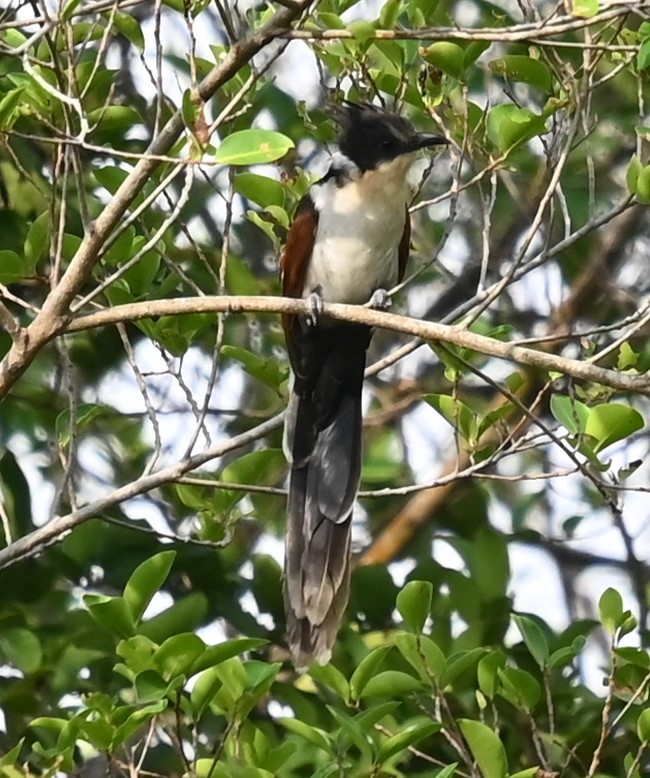 Chestnut-winged Cuckoo - ML647539316