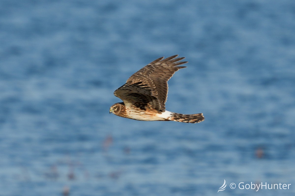 Лунь американський - ML647539319