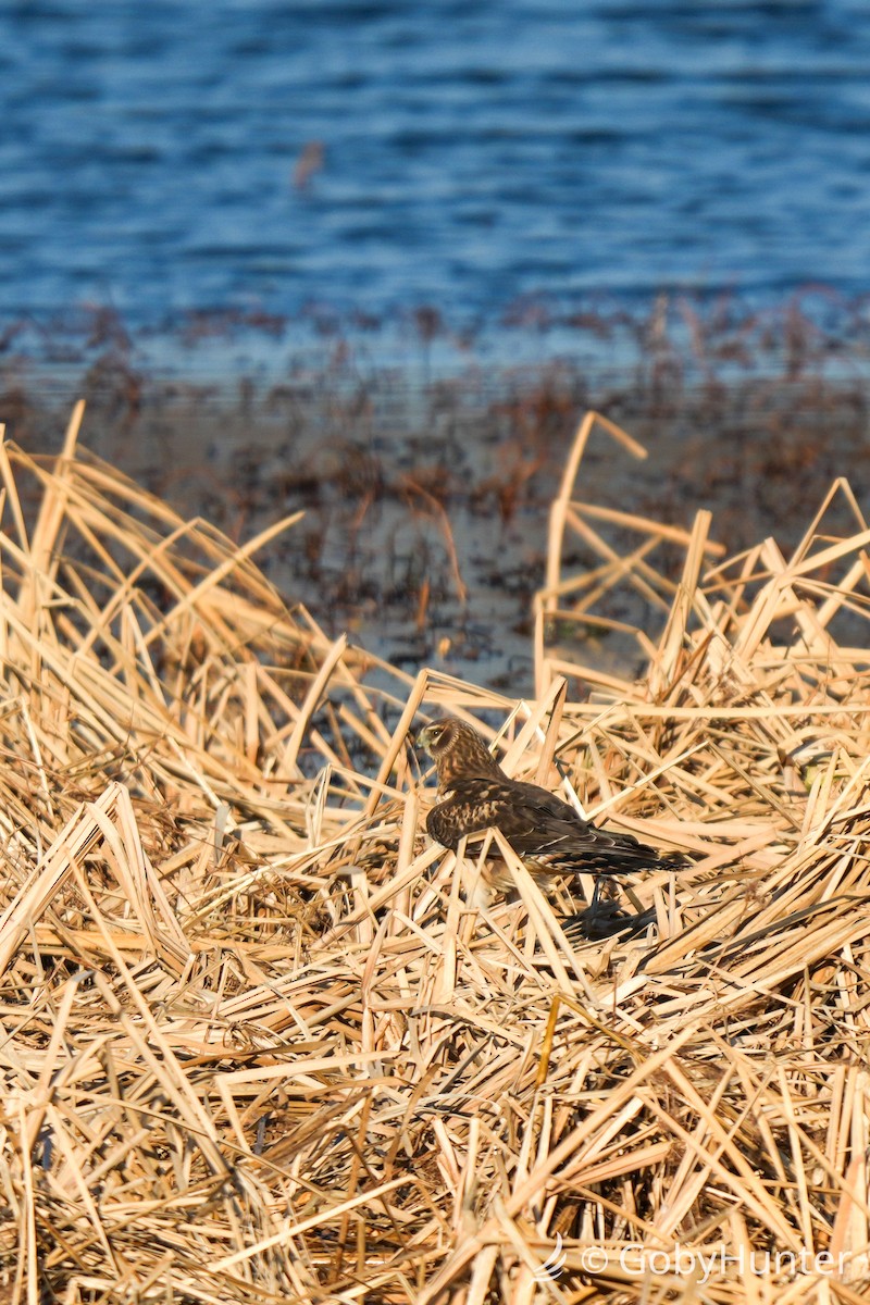 Лунь американський - ML647539320