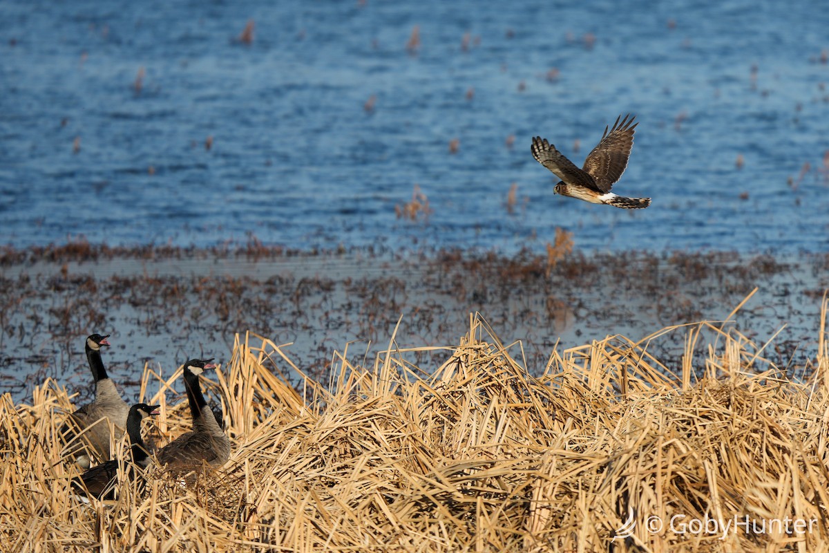 Лунь американський - ML647539322