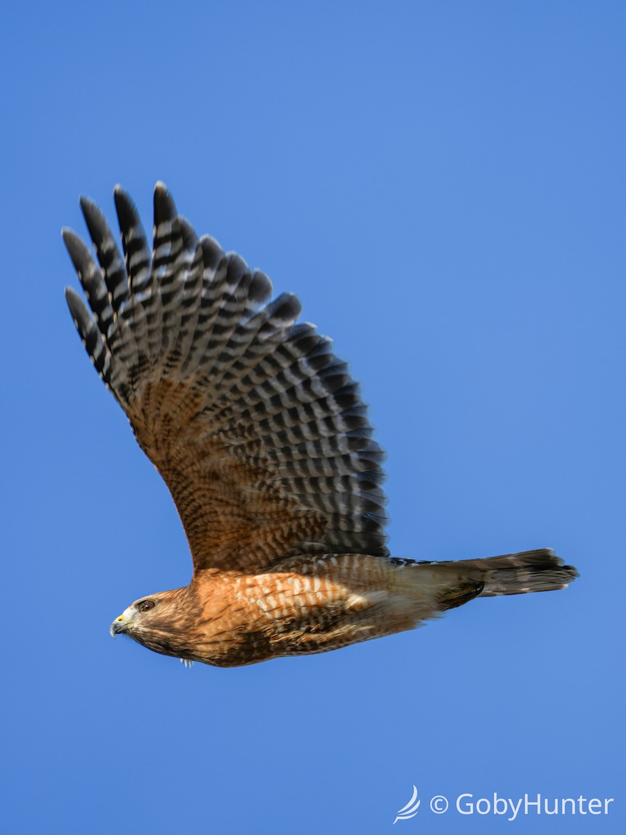 Канюк рудоплечий - ML647539326