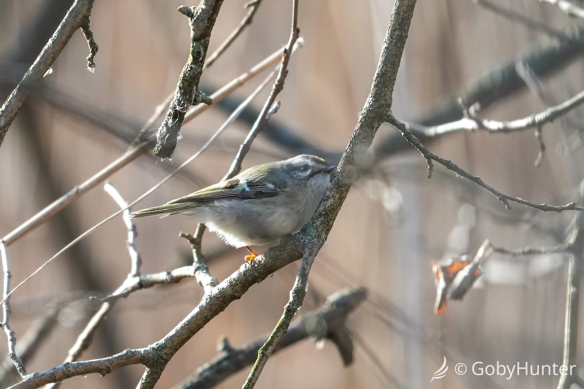 Золотомушка світлоброва - ML647539334