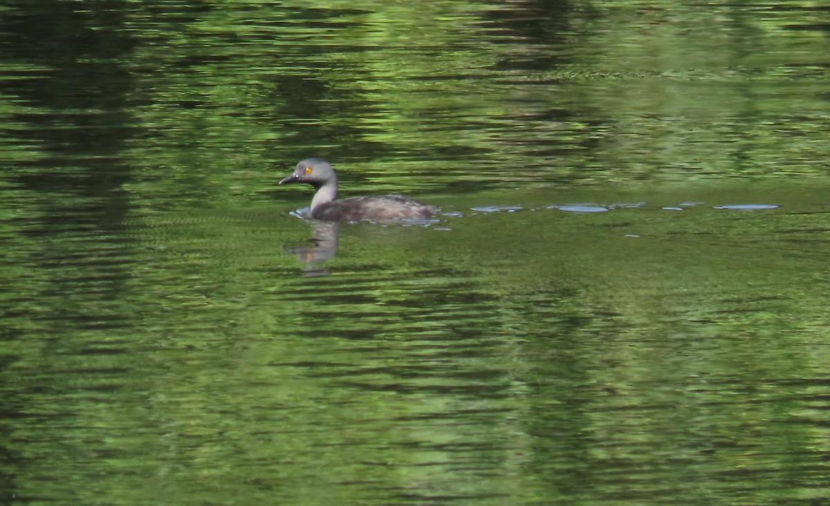 Least Grebe - ML647539340