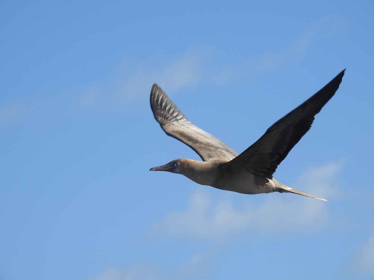 Red-footed Booby - ML647539341